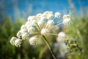 Närbild på en sommarblomma och en liten fluga på väg att landa